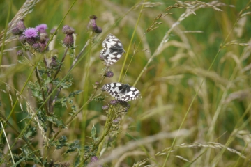 Summer insects take advantage of our habitat creation projects